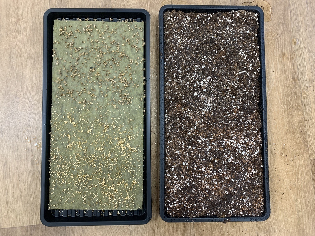 jak pestovat microgreens doma porovnani pestebnich medii